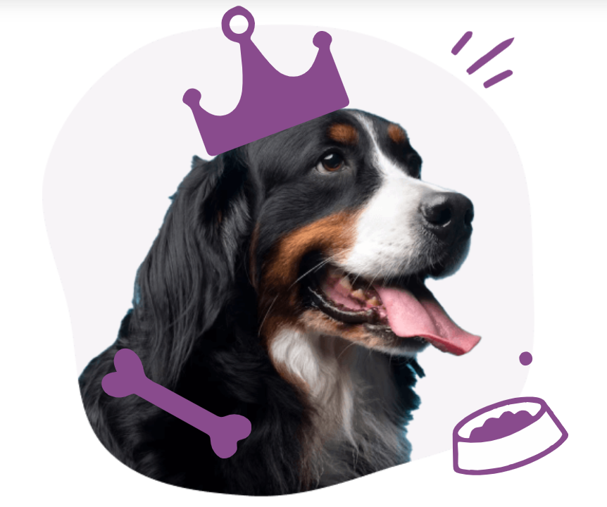 Coral Springs grooming